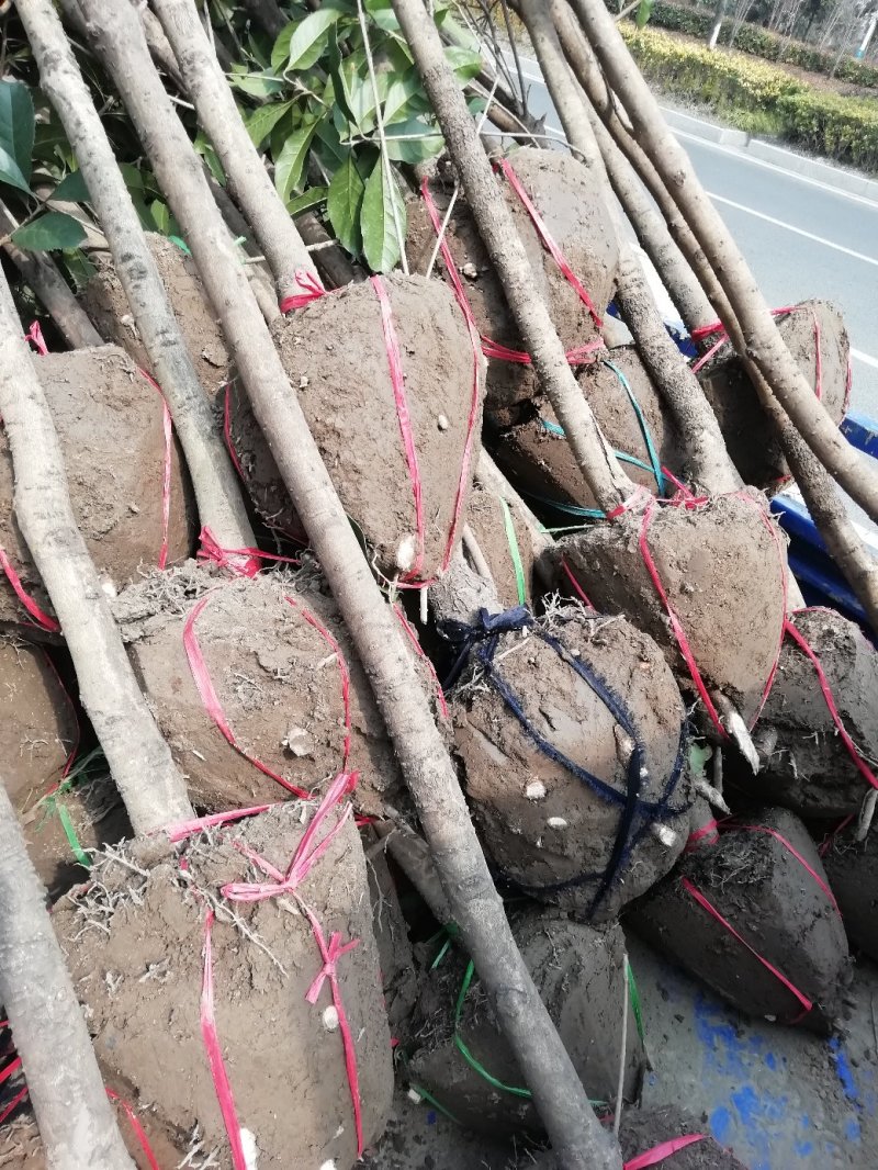 大量供应2到10公分桂花苗