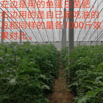 鱼蛋白菌剂，质优价廉。