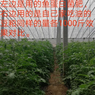 鱼蛋白菌剂，质优价廉。