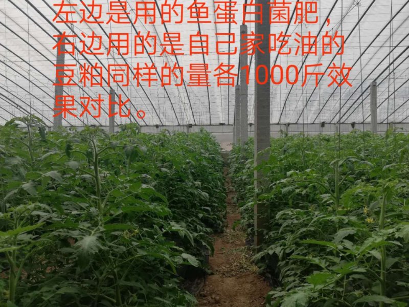 鱼蛋白菌剂，质优价廉。