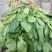 小叶菠菜