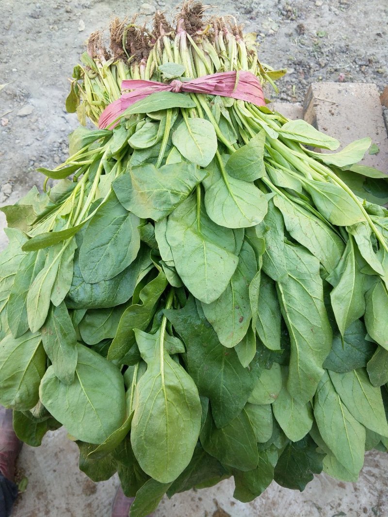 小叶菠菜
