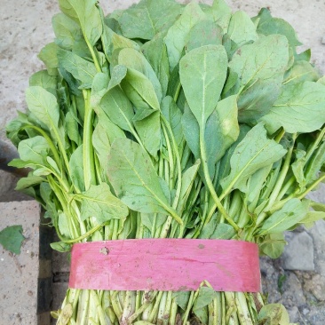 小叶菠菜