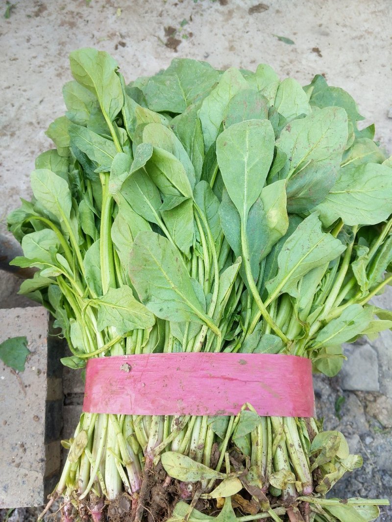 小叶菠菜