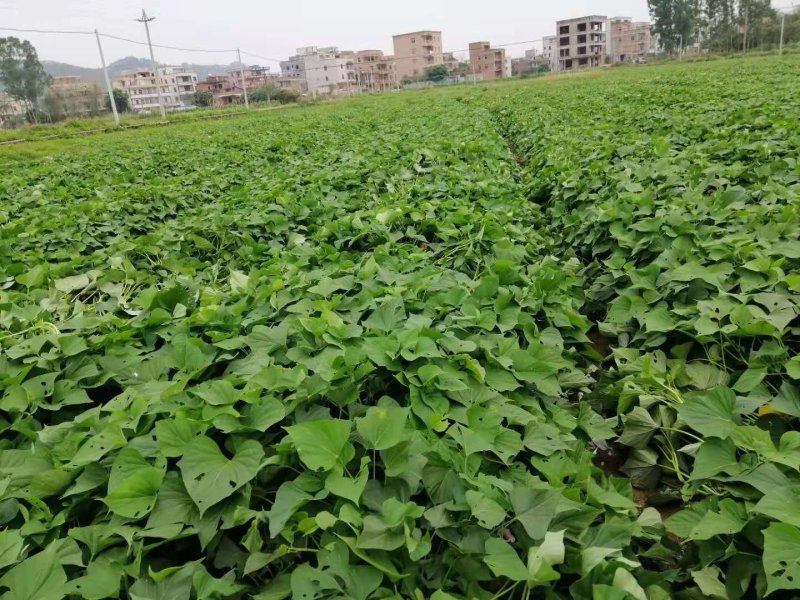 西瓜红红薯苗西瓜红地瓜苗上市，脱毒冷棚育苗，
