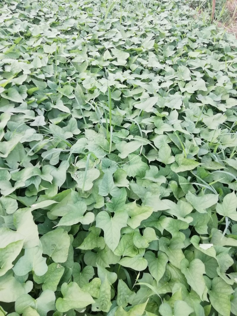 中华淀粉王一号脱毒红薯种苗商薯苗有货技术指导