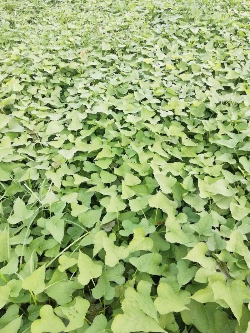 中华淀粉王一号脱毒红薯种苗商薯苗有货技术指导
