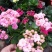 长寿花