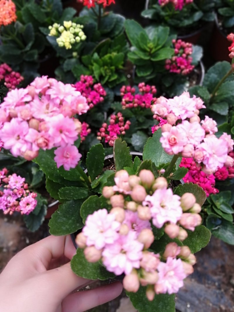 长寿花