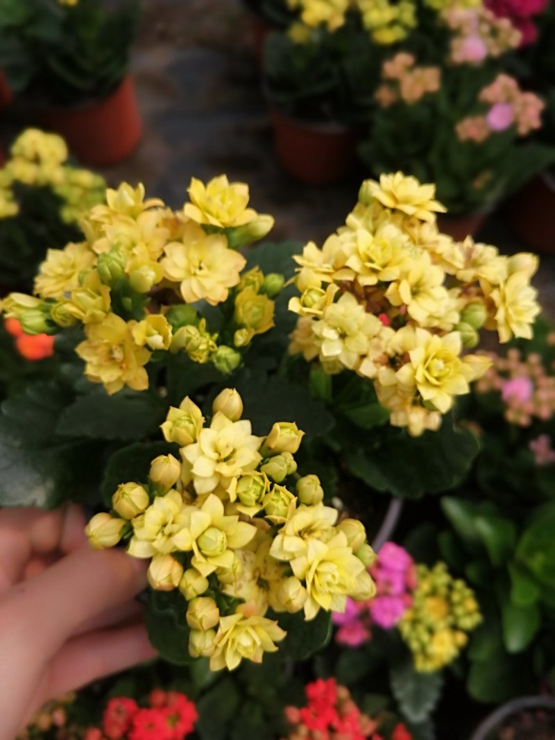 长寿花
