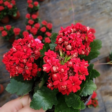 长寿花