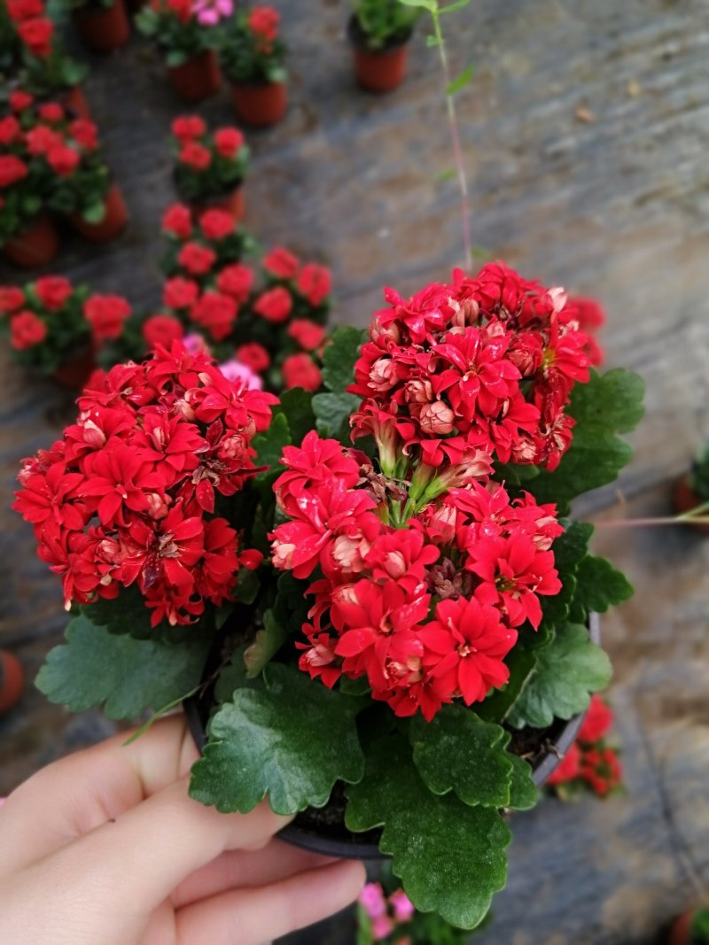 长寿花