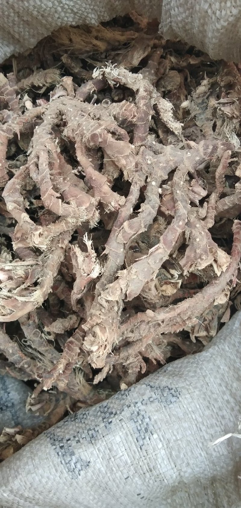 石昌蒲苗