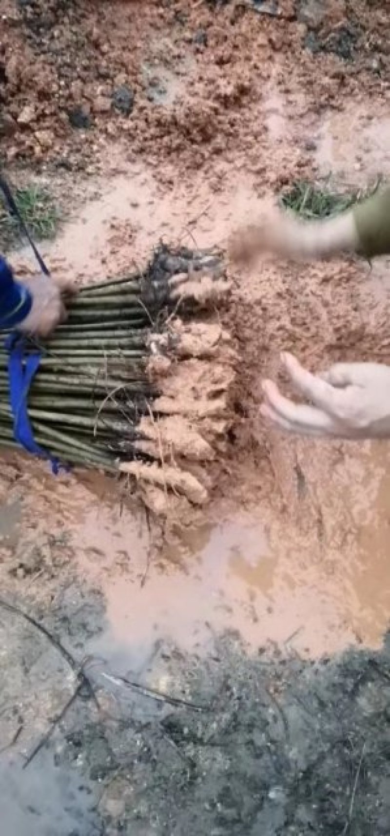 木棉树，本地木棉，红花木棉，英雄树，攀枝花
