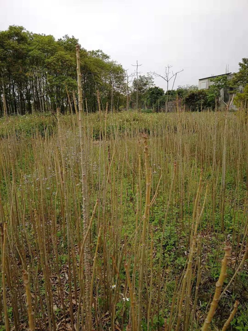 木棉树，本地木棉，红花木棉，英雄树，攀枝花