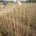 木棉树，本地木棉，红花木棉，英雄树，攀枝花
