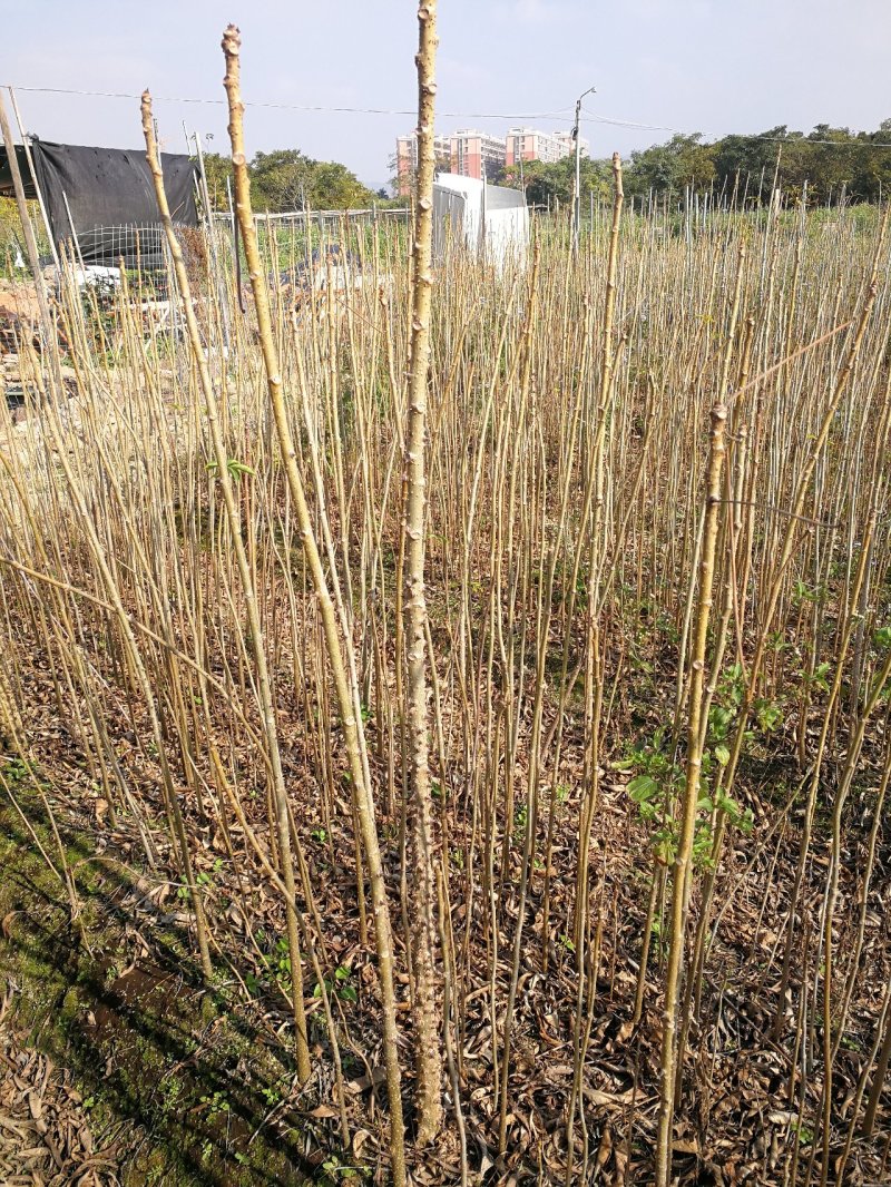 木棉树，本地木棉，红花木棉，英雄树，攀枝花