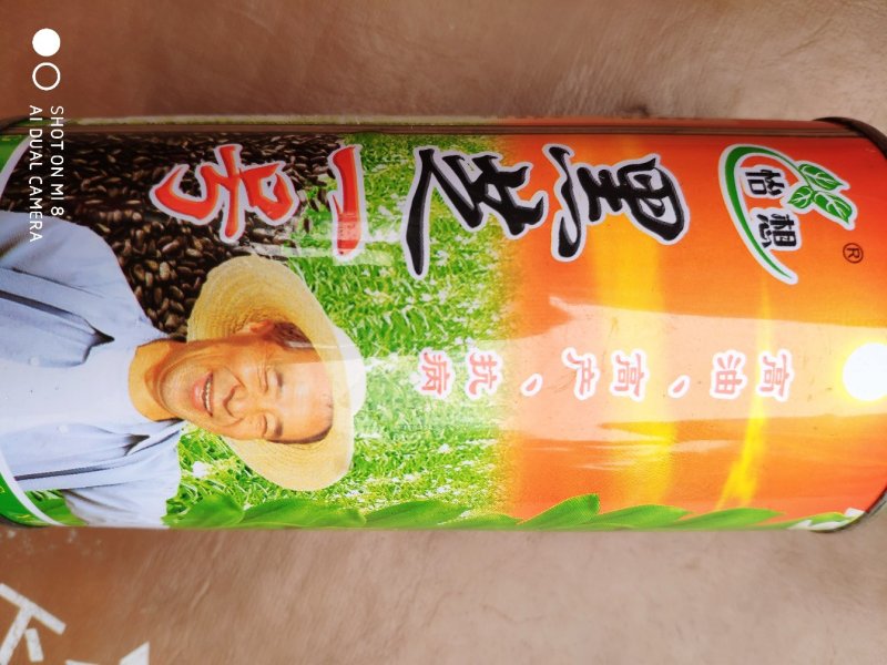 黒芝一号芝麻种子，高产抗病