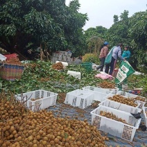 泰国鲜龙眼桂圆大货产地直发12.5公斤一件