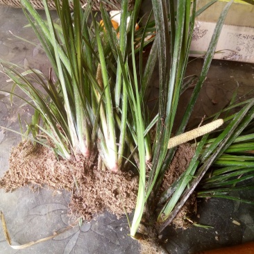 野生石菖蒲