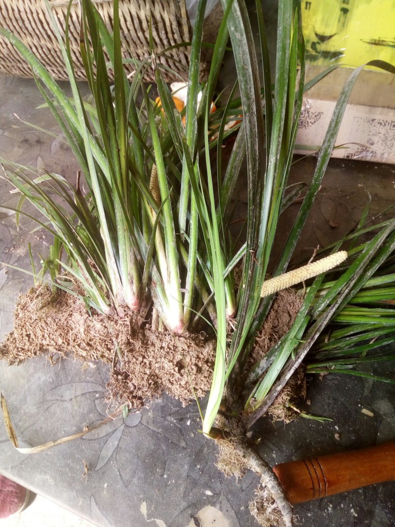 野生石菖蒲