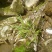 野生石菖蒲