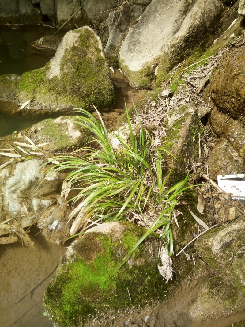 野生石菖蒲