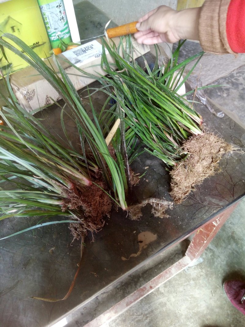 野生石菖蒲