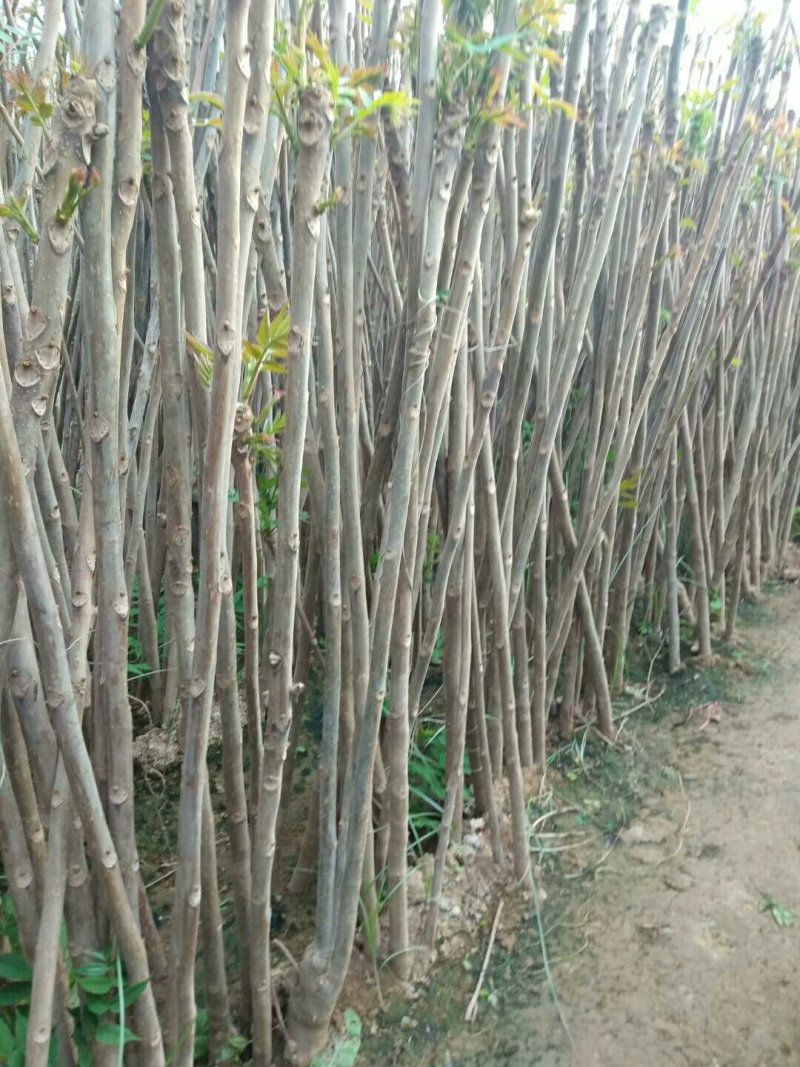 大棚红油香椿苗2一3公分