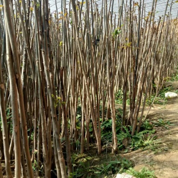 大棚红油香椿苗2一3公分