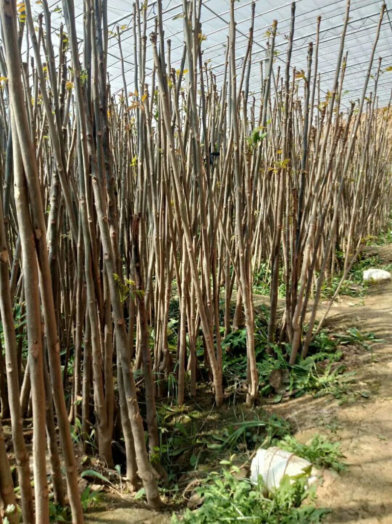 大棚红油香椿苗2一3公分