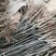 【包品种包技术】山东梨树苗基地玉露香梨树苗山东梨树苗品种