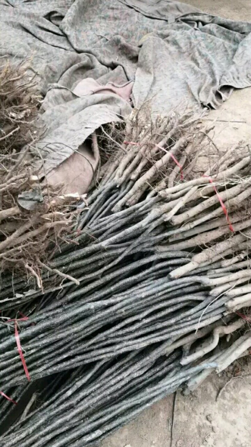 【包品种包技术】山东梨树苗基地玉露香梨树苗山东梨树苗品种