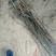 【包品种包技术】山东梨树苗基地玉露香梨树苗山东梨树苗品种