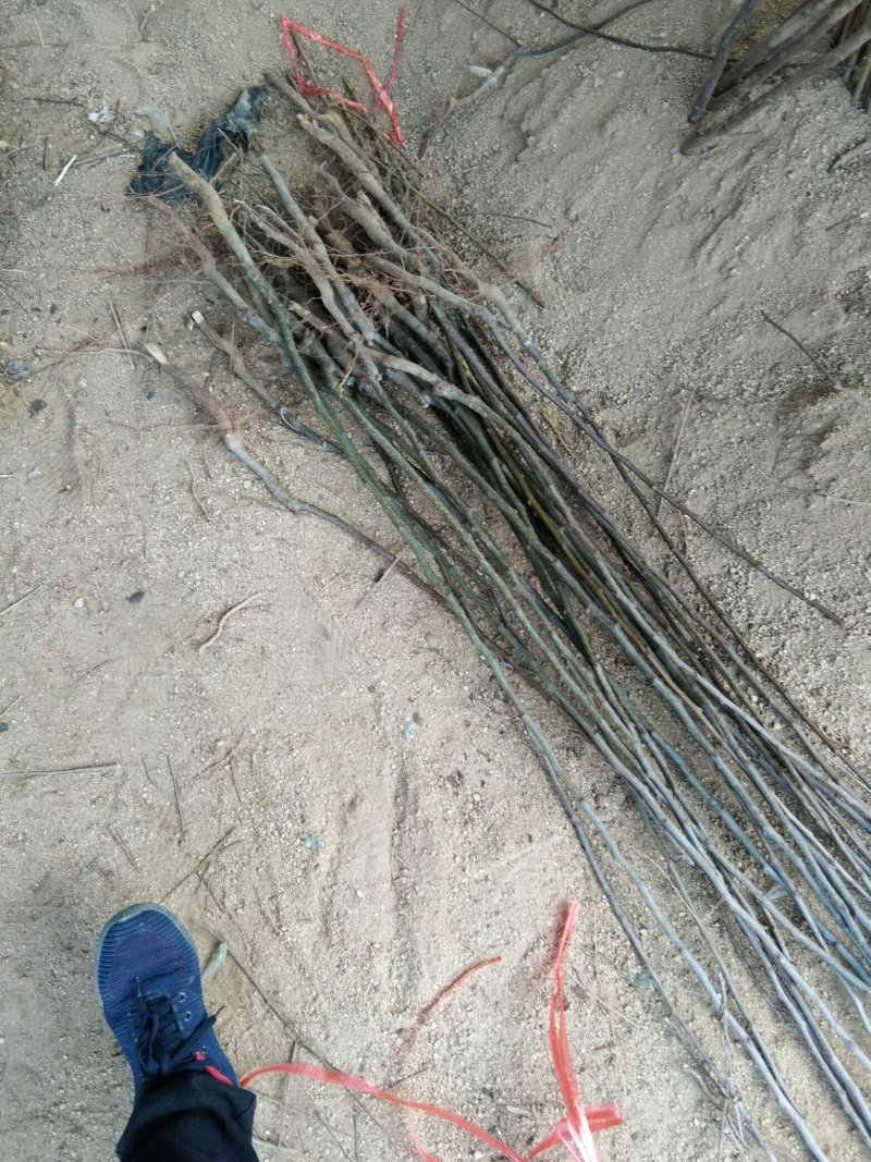 【包品种包技术】山东梨树苗基地玉露香梨树苗山东梨树苗品种