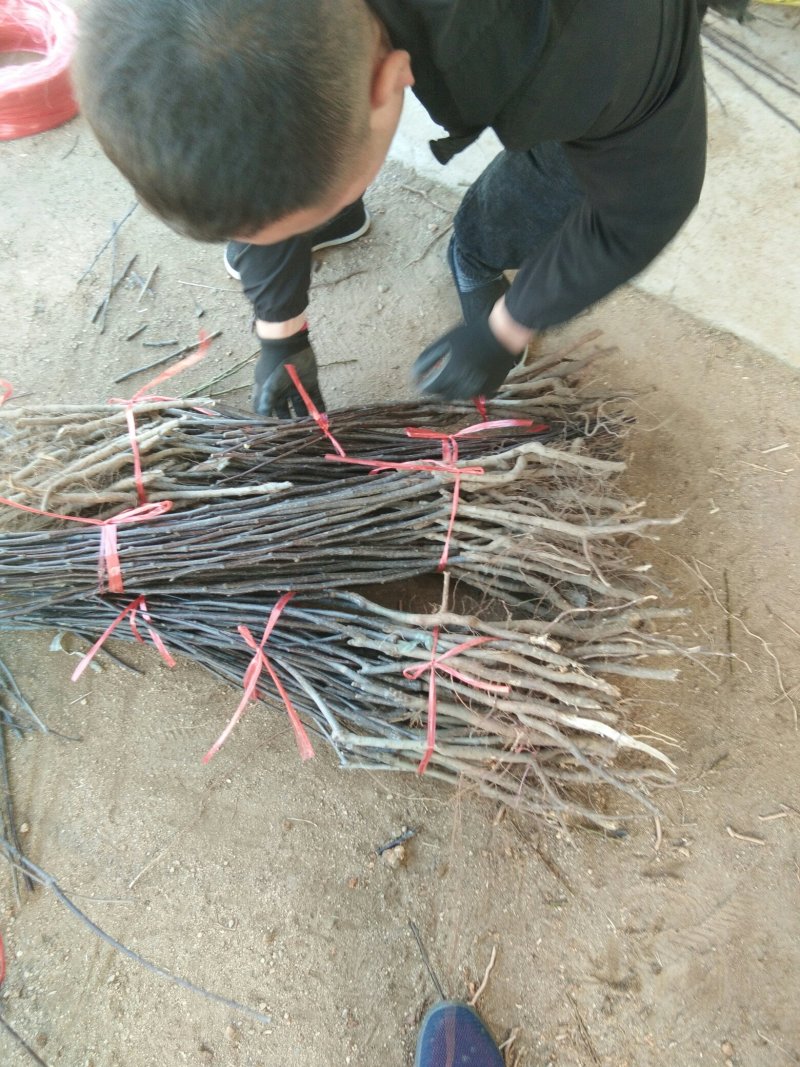 【包品种包技术】山东梨树苗基地玉露香梨树苗山东梨树苗品种