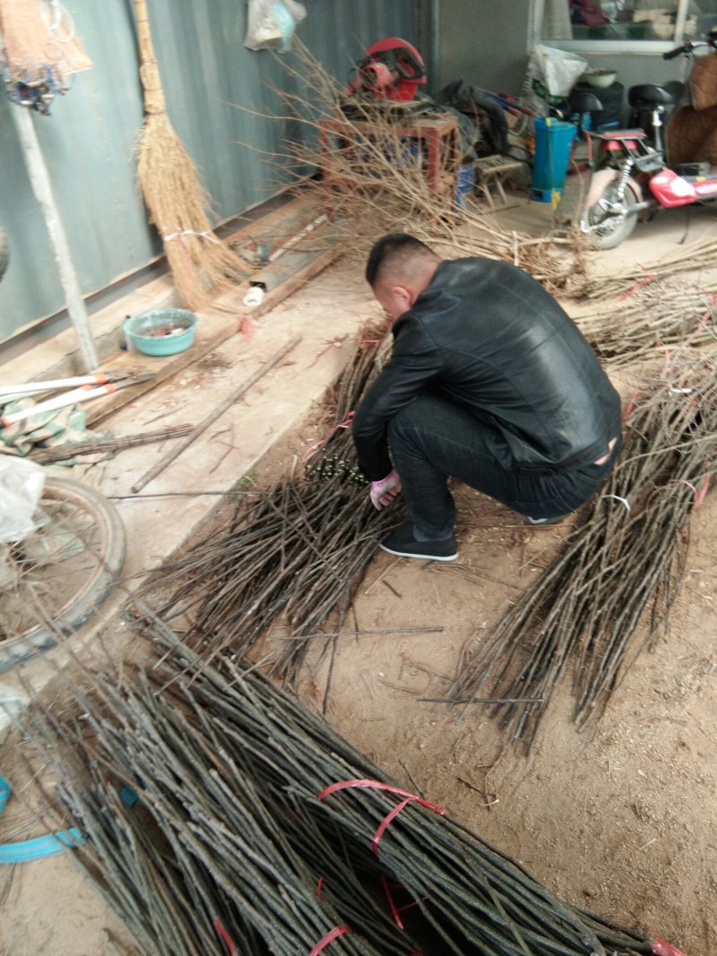 【包品种包技术】山东梨树苗基地玉露香梨树苗山东梨树苗品种