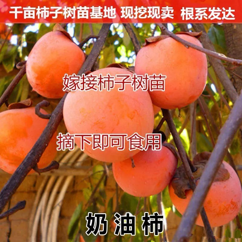 柿子苗