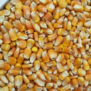 玉囤一号饲料用玉米，常年保证货源，保证玉米各项指标合格