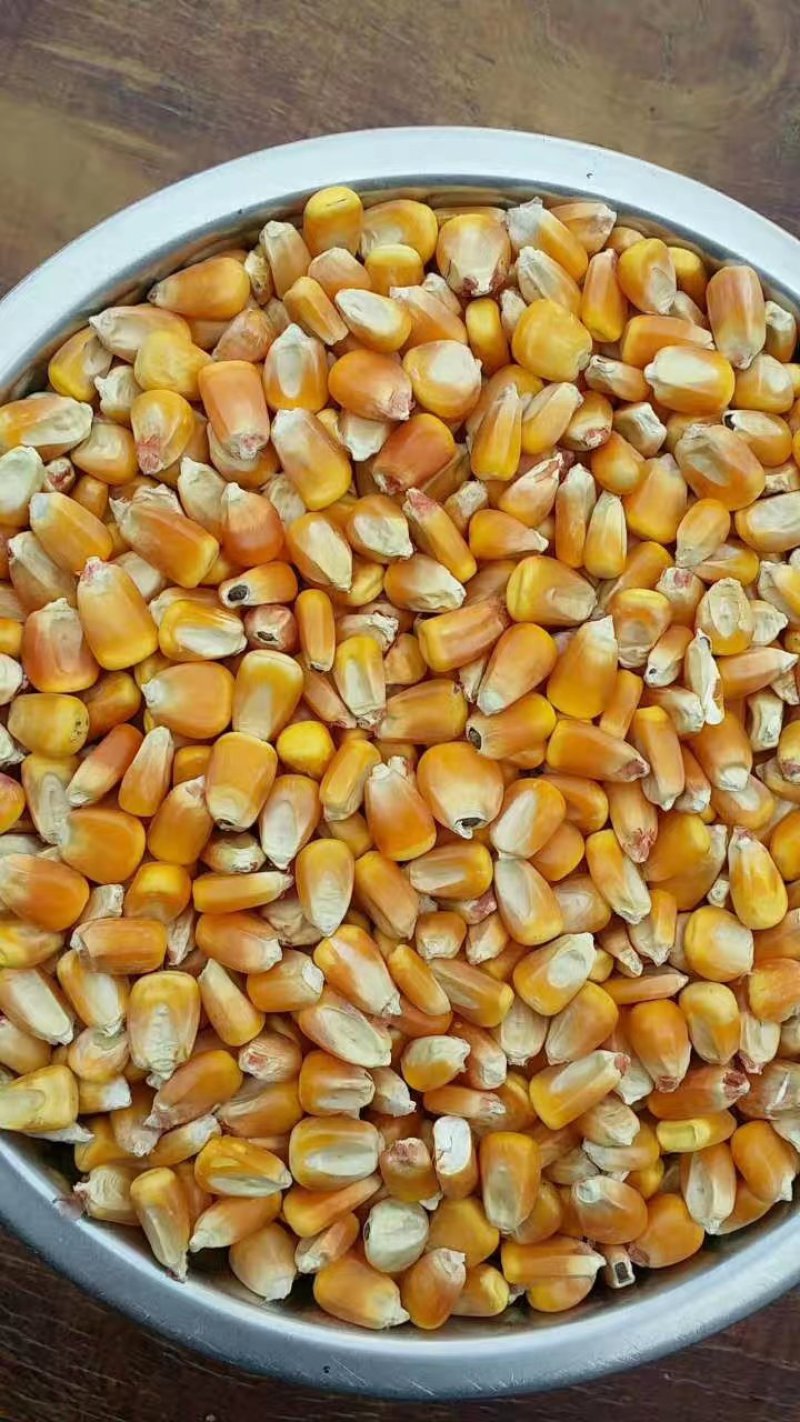 玉囤一号饲料用玉米，常年保证货源，保证玉米各项指标合格