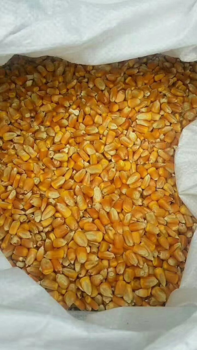 玉囤一号饲料用玉米，常年保证货源，保证玉米各项指标合格