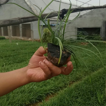 麦冬草