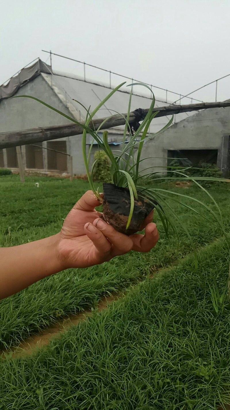 麦冬草