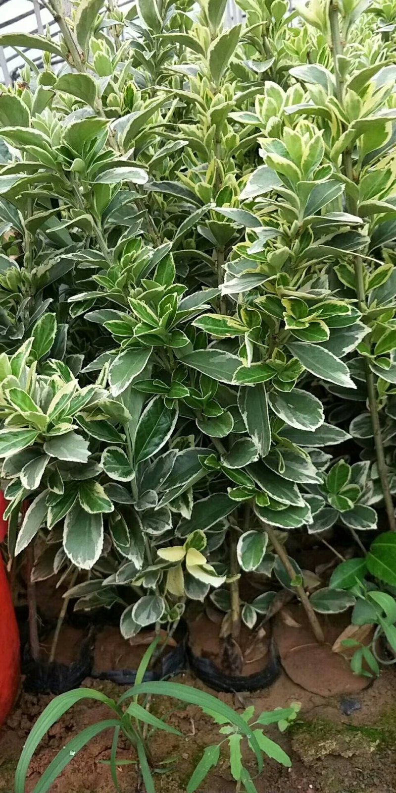 金边黄杨