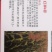 红茅六号高粱种子（纯度高）