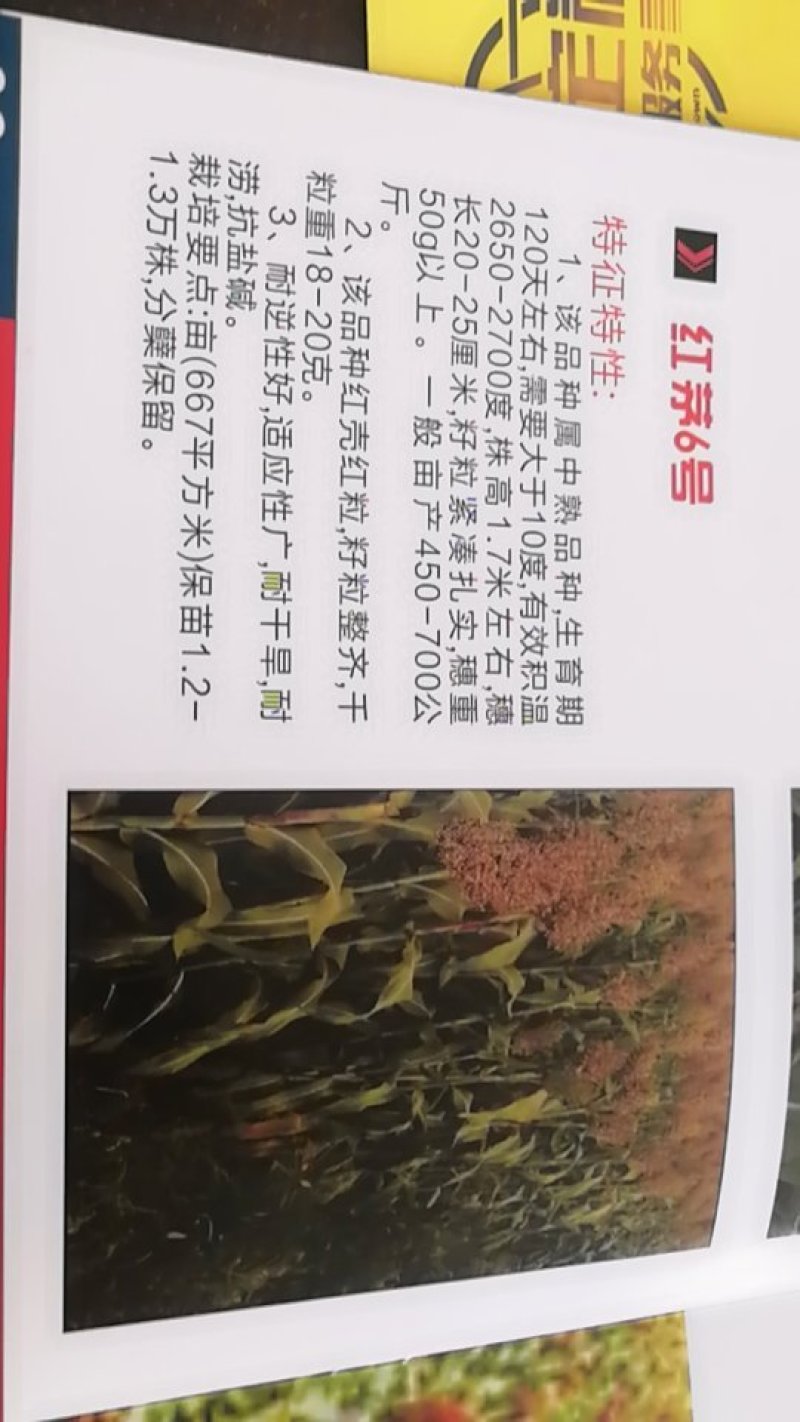 红茅六号高粱种子（纯度高）