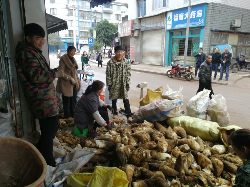 精品楠竹笋春笋，产地直销，大量供应