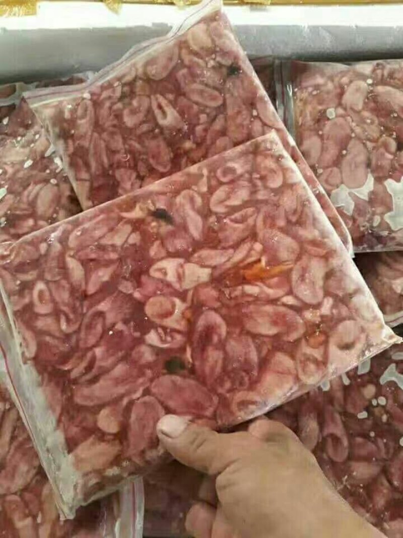 鱼肚