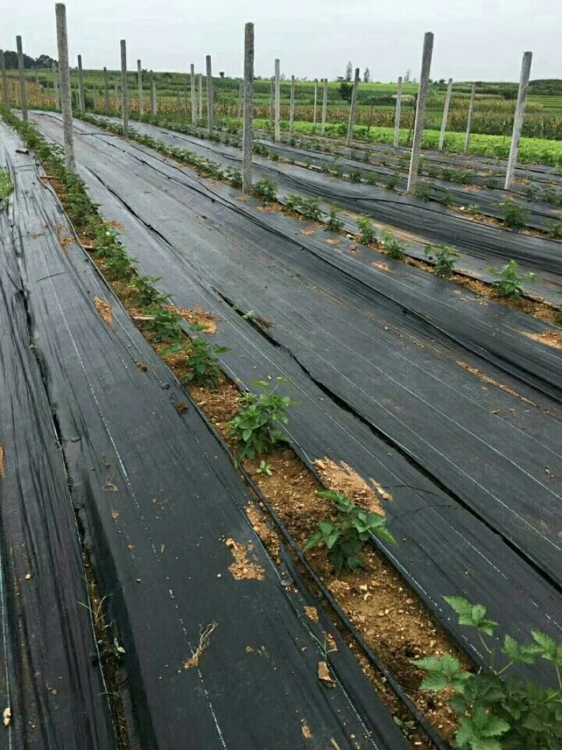 除草布