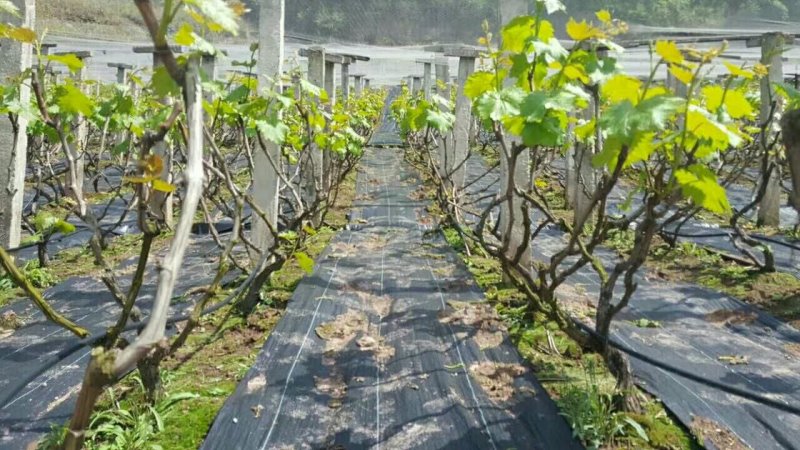 除草布